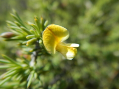 Aspalathus rigidifolia