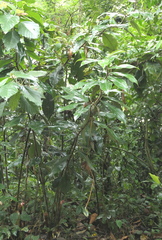 Costus longibracteolatus