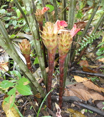 Costus longibracteolatus