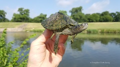 False Map Turtle photo 5