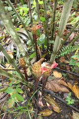 Costus longibracteolatus