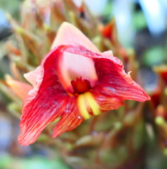 Costus longibracteolatus
