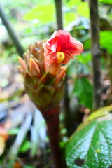 Costus longibracteolatus