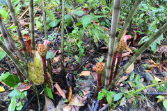 Costus longibracteolatus