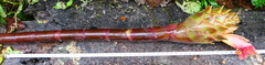Costus longibracteolatus
