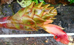 Costus longibracteolatus