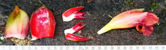 Costus longibracteolatus