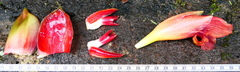 Costus longibracteolatus