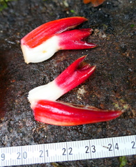 Costus longibracteolatus