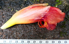 Costus longibracteolatus