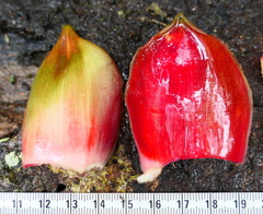 Costus longibracteolatus