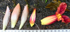 Costus longibracteolatus