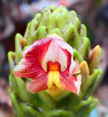 Costus longibracteolatus