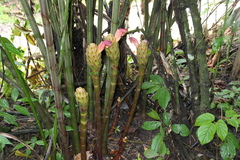 Costus longibracteolatus