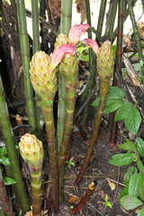 Costus longibracteolatus