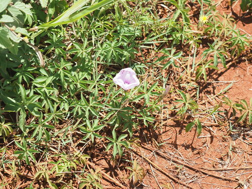 Ipomoea cairica observed 2023-06-21