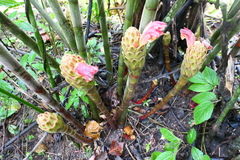 Costus longibracteolatus