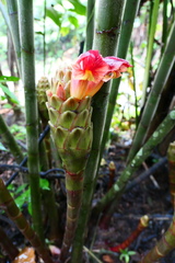 Costus longibracteolatus
