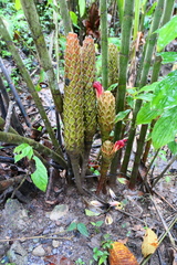 Costus longibracteolatus