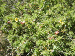 Aspalathus rigidifolia