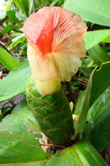 Costus amazonicus