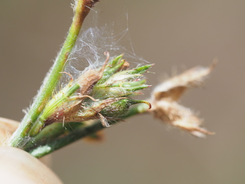 Stylosanthes scabra