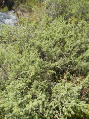 Aspalathus rigidifolia