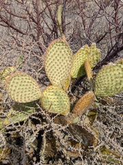 Opuntia comonduensis