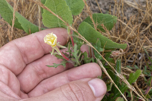 Cutleaf evening primrose (Oenothera laciniata)