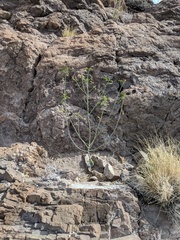 Ditaxis brandegeei