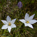 Triteleia peduncularis - Photo (c) randomtruth, algunos derechos reservados (CC BY-NC-SA)