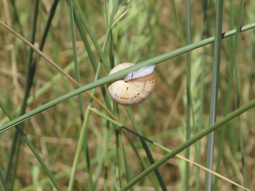 White Italian Snail, Noordwijk, Netherlands, photo 7 of 10