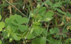 Stellaria apetala