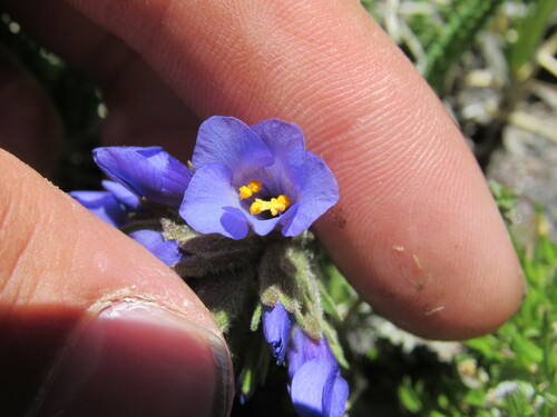 Sticky polemonium (Polemonium viscosum)