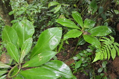 Costus amazonicus
