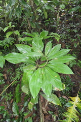 Costus amazonicus