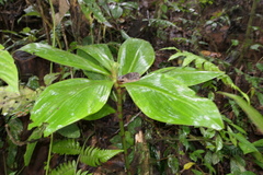 Costus amazonicus