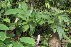 Costus amazonicus