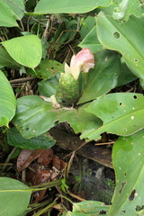 Costus amazonicus
