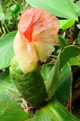 Costus amazonicus