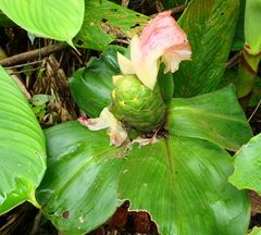 Costus amazonicus