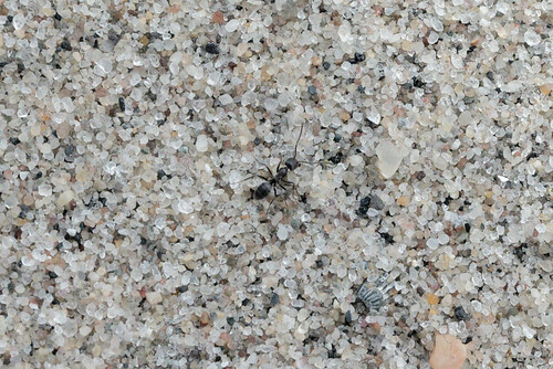 Mousy Pyramid Ant photo 3
