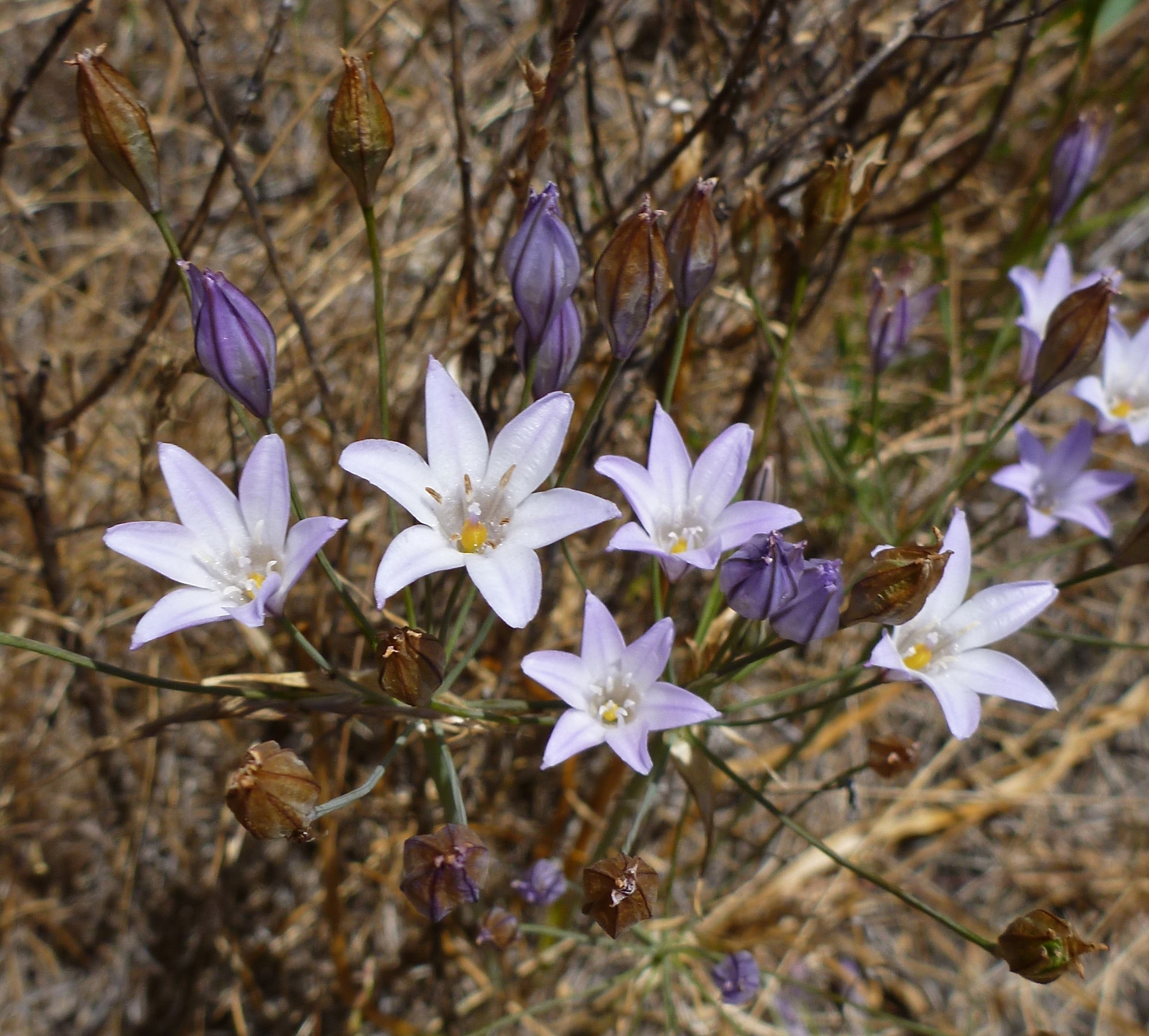 Triteleia peduncularis