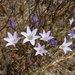 Triteleia peduncularis - Photo (c) randomtruth, μερικά δικαιώματα διατηρούνται (CC BY-NC-SA)