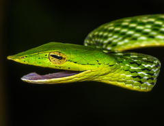 Northern Vine Snake photo 2