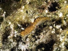 Crimora lutea