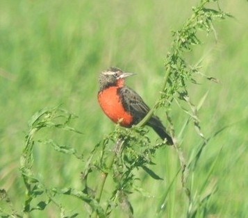 Pampas Meadowlark illustration