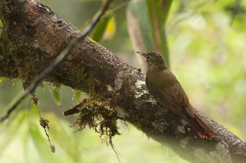 Xiphorhynchus triangularis