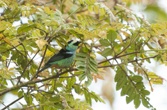 Metallic-Green Tanager photo 3