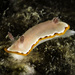 Goniobranchus rubrocornutus - Photo (c) jim-anderson, some rights reserved (CC BY-NC), uploaded by jim-anderson